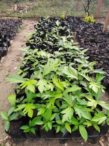 Maturing breadfruit cuttings.